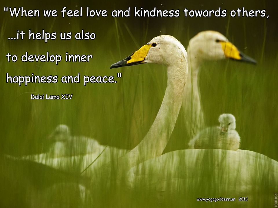 when-we-feel-love-and-kindness-dalai-lama.jpg