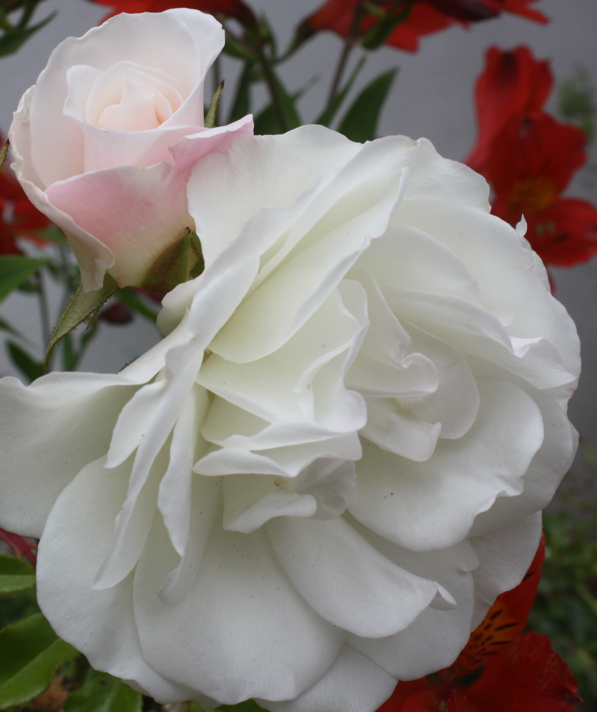 White Rose I Love You